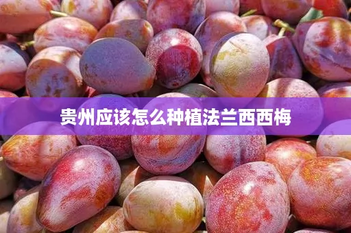 贵州应该怎么种植法兰西西梅