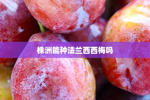 株洲能种法兰西西梅吗