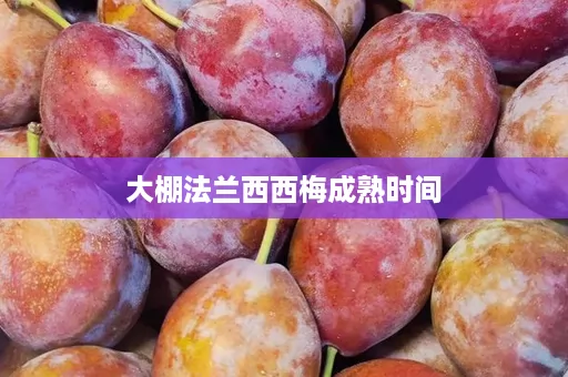 大棚法兰西西梅成熟时间