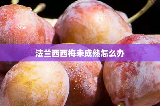 法兰西西梅未成熟怎么办