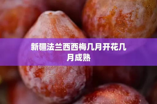 新疆法兰西西梅几月开花几月成熟