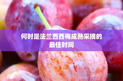 何时是法兰西西梅成熟采摘的最佳时间
