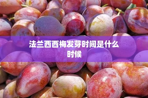 法兰西西梅发芽时间是什么时候