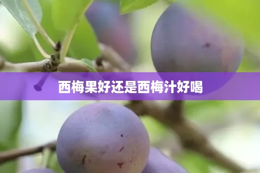 西梅果好还是西梅汁好喝