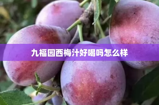 九福园西梅汁好喝吗怎么样
