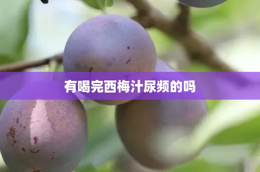 有喝完西梅汁尿频的吗