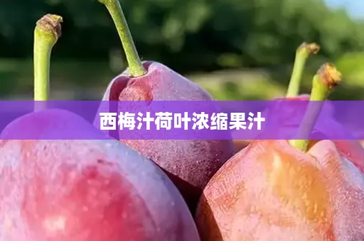 西梅汁荷叶浓缩果汁