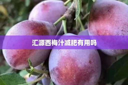 汇源西梅汁减肥有用吗