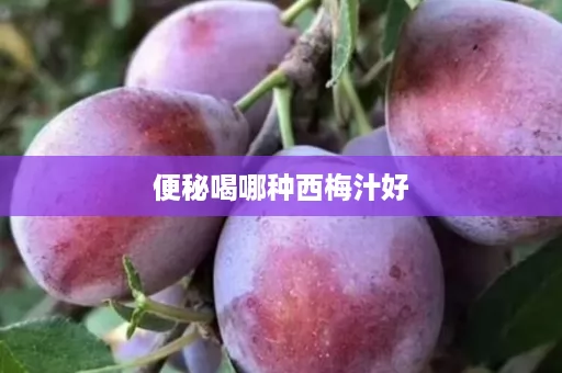 便秘喝哪种西梅汁好