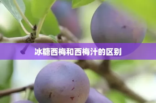 冰糖西梅和西梅汁的区别