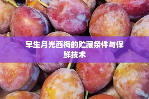 早生月光西梅的贮藏条件与保鲜技术