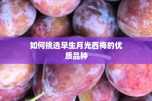 如何挑选早生月光西梅的优质品种