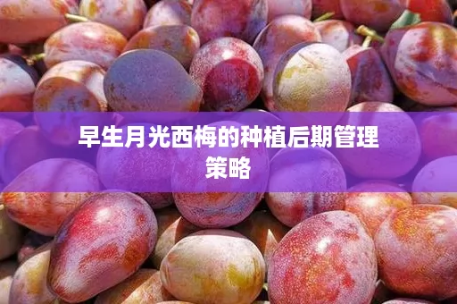 早生月光西梅的种植后期管理策略