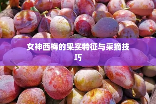 女神西梅的果实特征与采摘技巧