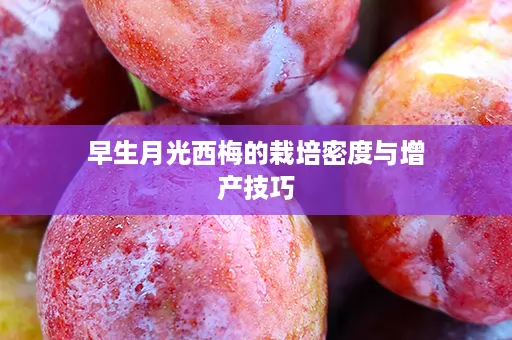 早生月光西梅的栽培密度与增产技巧
