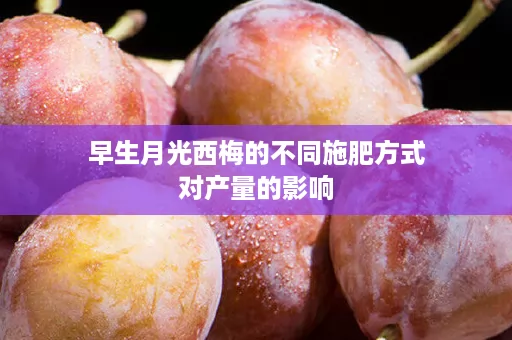 早生月光西梅的不同施肥方式对产量的影响