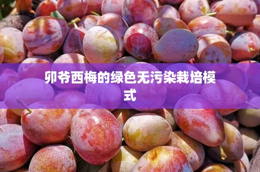 卯爷西梅的绿色无污染栽培模式