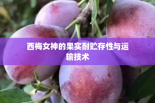 西梅女神的果实耐贮存性与运输技术
