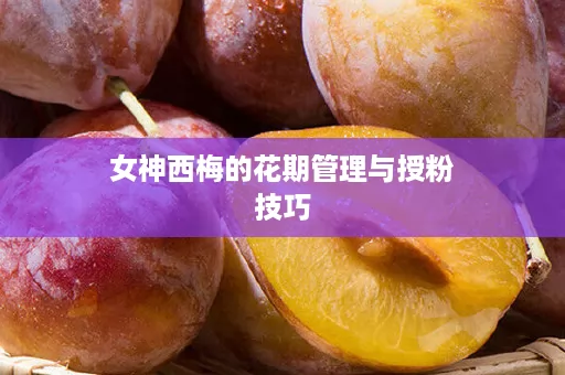 女神西梅的花期管理与授粉技巧