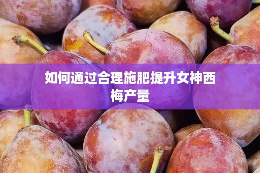如何通过合理施肥提升女神西梅产量