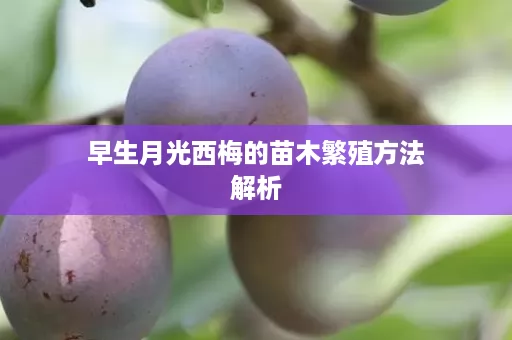 早生月光西梅的苗木繁殖方法解析