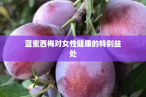 蓝蜜西梅对女性健康的特别益处