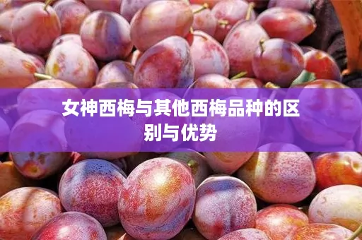 女神西梅与其他西梅品种的区别与优势
