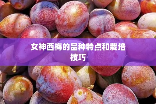 女神西梅的品种特点和栽培技巧