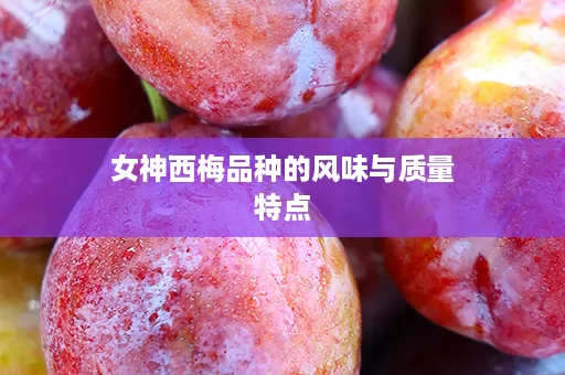 女神西梅品种的风味与质量特点