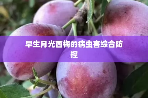 早生月光西梅的病虫害综合防控
