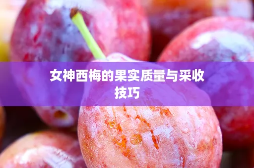 女神西梅的果实质量与采收技巧