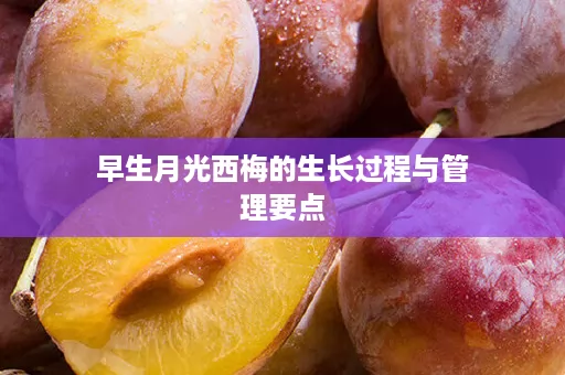 早生月光西梅的生长过程与管理要点