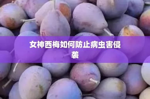 女神西梅如何防止病虫害侵袭