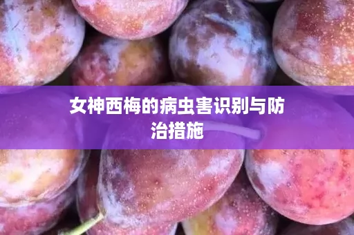 女神西梅的病虫害识别与防治措施