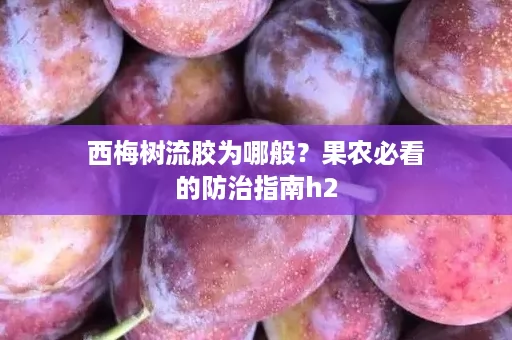 西梅树流胶为哪般？果农必看的防治指南h2