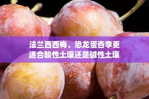 法兰西西梅、恐龙蛋杏李更适合酸性土壤还是碱性土壤，PH值应该在多少比较好？综合考虑果树生长情况以及风味